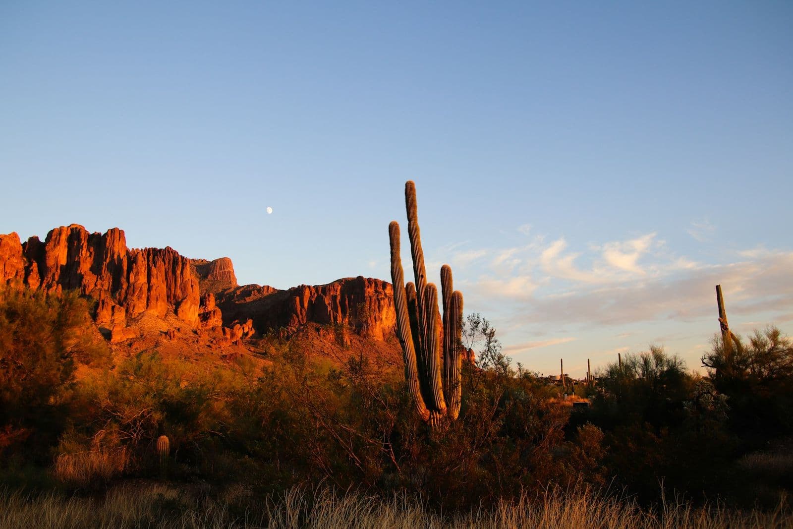 Saguaros and desert brush glowing at sunset below Arizona mountains